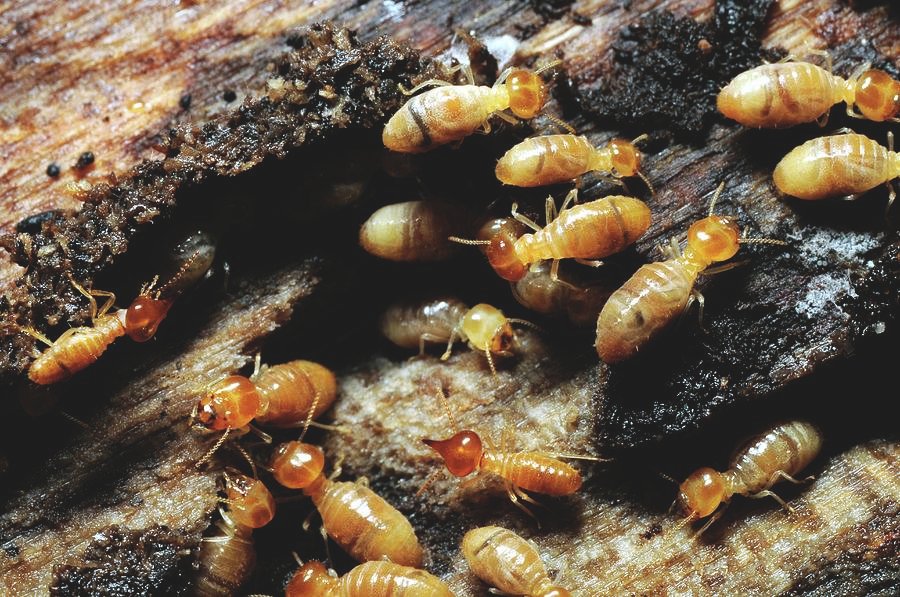 Termite Control in Lahore